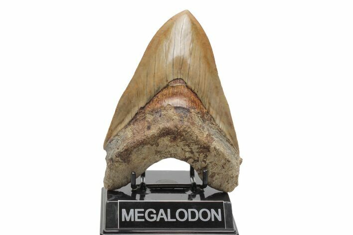Fossil Megalodon Tooth - Fantastic Indonesian Meg #219304